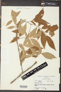 Ulmus alata image