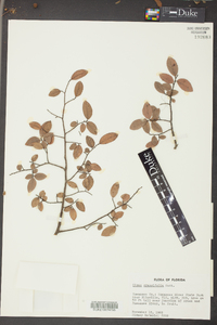 Ulmus crassifolia image