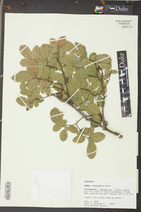 Ulmus crassifolia image