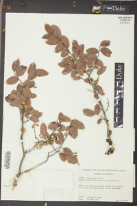 Ulmus crassifolia image