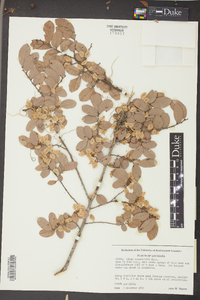 Ulmus crassifolia image