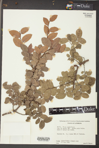 Ulmus crassifolia image