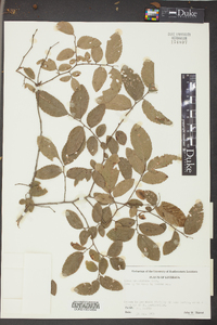 Ulmus crassifolia image