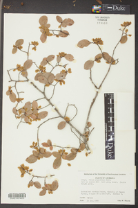 Ulmus crassifolia image