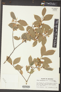 Ulmus crassifolia image