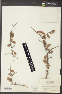 Ulmus crassifolia image