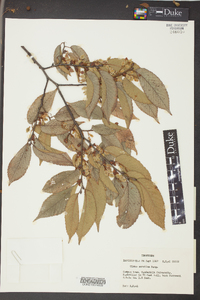 Ulmus serotina image