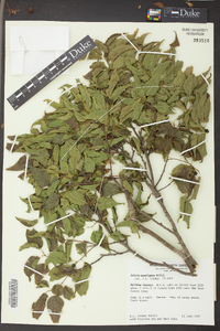 Celtis laevigata image