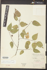 Celtis tenuifolia image