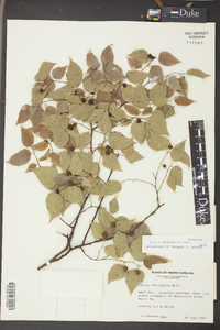 Celtis tenuifolia image