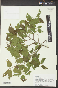 Celtis laevigata image