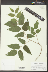 Celtis laevigata image