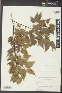 Celtis laevigata image