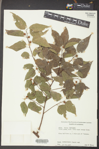 Celtis laevigata image