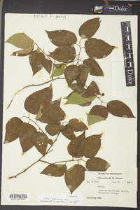 Celtis tenuifolia image