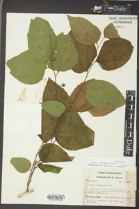 Celtis tenuifolia image