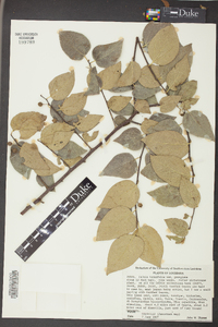 Celtis tenuifolia image