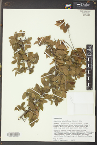 Sageretia minutiflora image