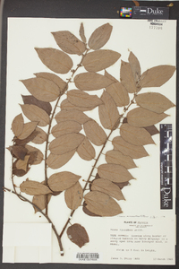 Trema micrantha image