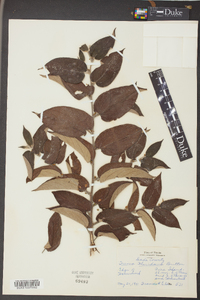 Trema micrantha image