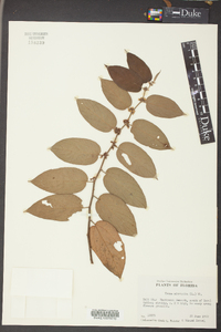 Trema micrantha image