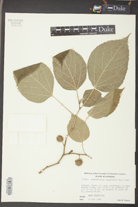 Broussonetia papyrifera image