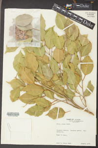 Ficus aurea image