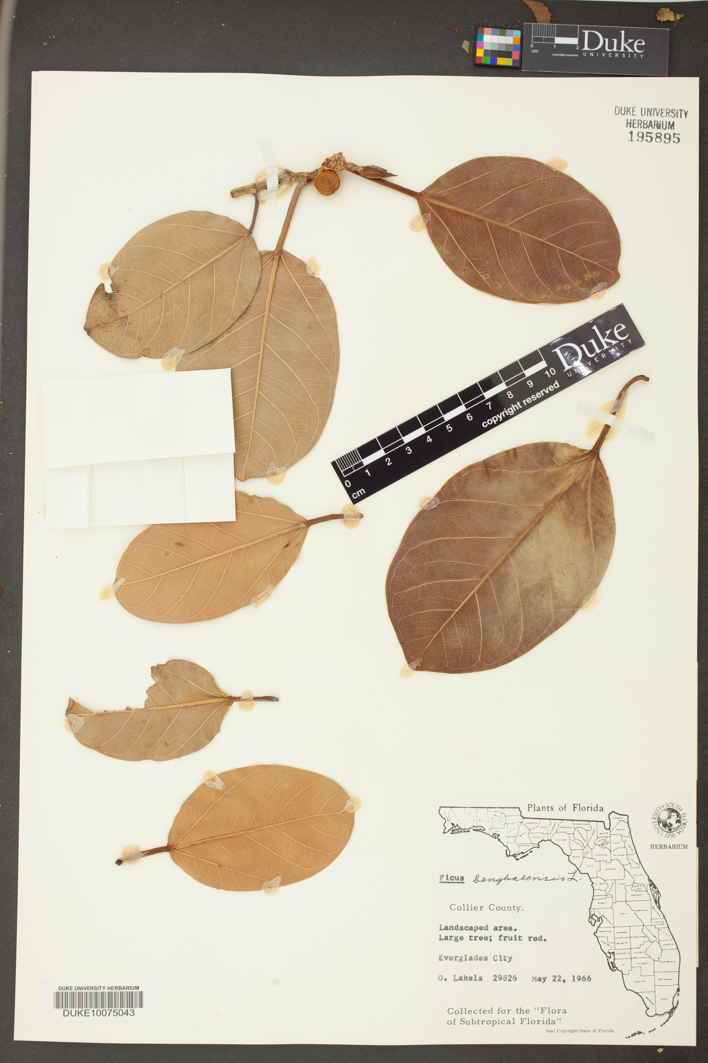 Ficus benghalensis image