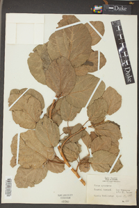 Ficus sycomorus image