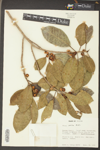 Ficus aurea image