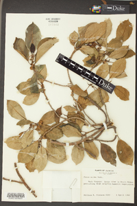 Ficus aurea image