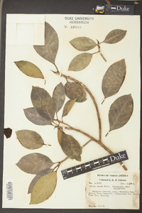 Ficus aurea image