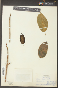 Ficus aurea image