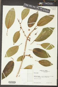 Ficus aurea image