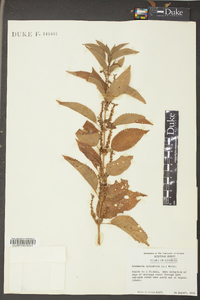 Image Associated With the Occurence