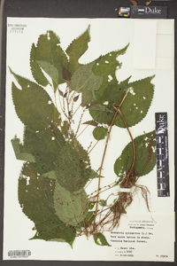 Image Associated With the Occurence