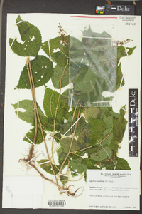 Laportea canadensis image