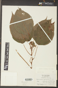 Laportea canadensis image