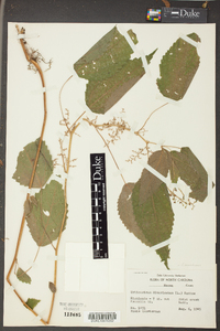 Laportea canadensis image