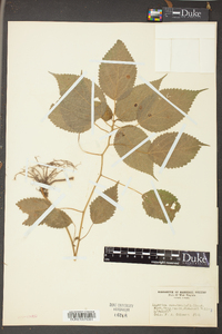 Laportea canadensis image