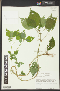 Pilea pumila image