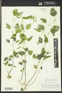 Urtica chamaedryoides image