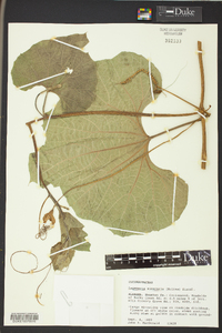 Lagenaria siceraria image