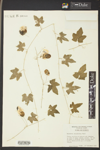 Melothria crassifolia image