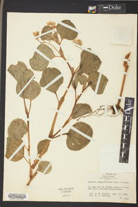 Begonia semperflorens image