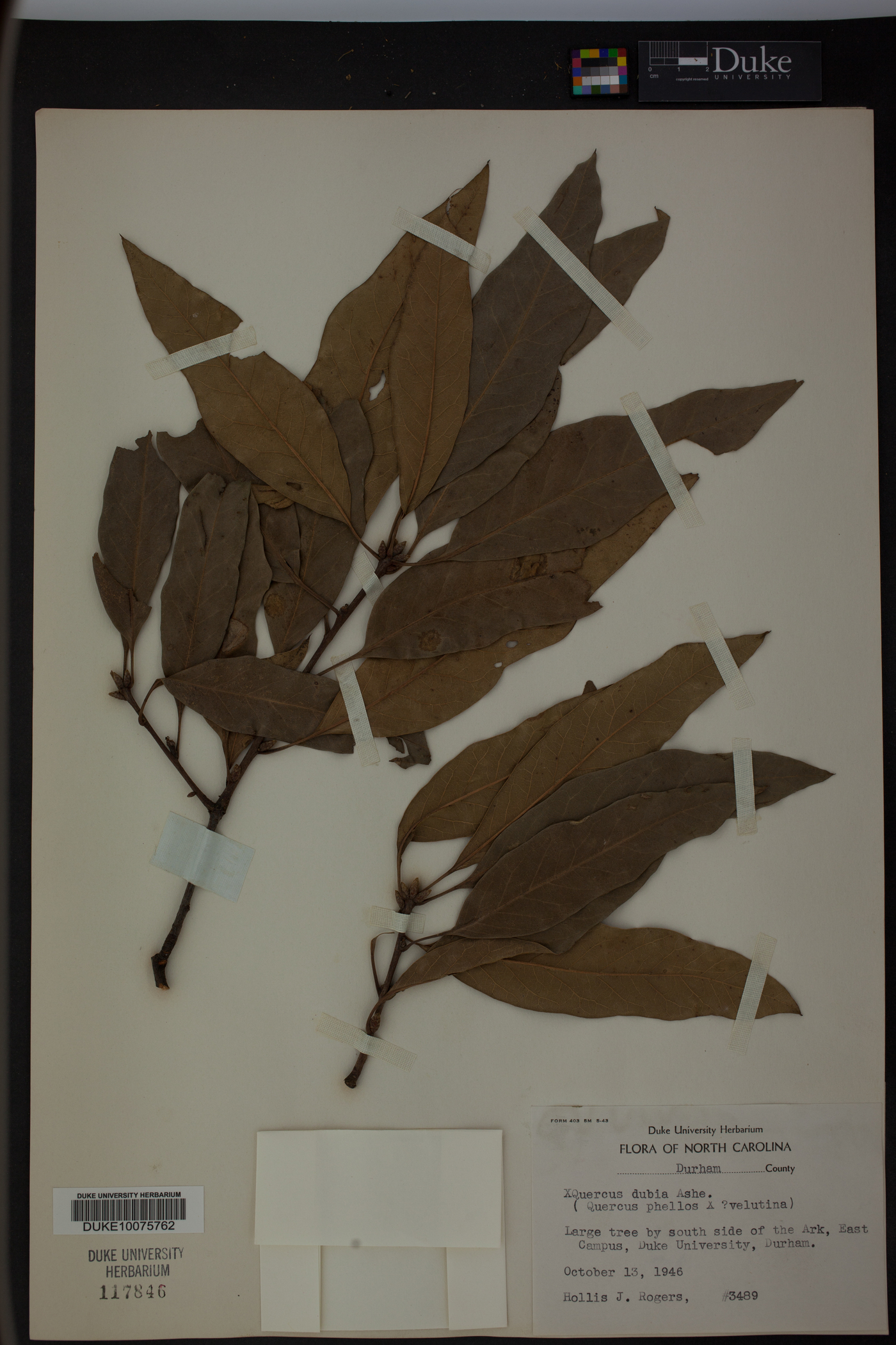 Quercus filialis image