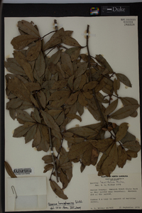 Quercus hemisphaerica image