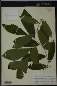 Castanea dentata image