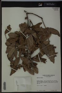 Quercus incana image