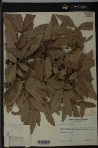 Quercus incana image